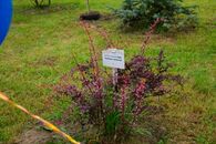 Церемония открытия дендрологического питомника ТвГУ