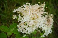 Церемония открытия дендрологического питомника ТвГУ