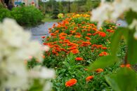 Церемония открытия дендрологического питомника ТвГУ