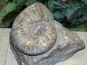 Научно-практический семинар «Актуальные проблемы фаунистических исследований в Тверской области»