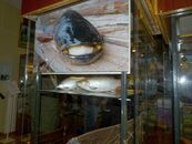 Научно-практический семинар «Актуальные проблемы фаунистических исследований в Тверской области»