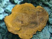 Научно-практический семинар «Актуальные проблемы фаунистических исследований в Тверской области»