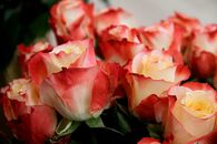 День учителя в Академической гимназии ТвГУ