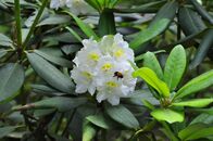 Солнечный день в Ботаническом саду ТвГУ глазами университетского фотографа В.Ф.  Леонова