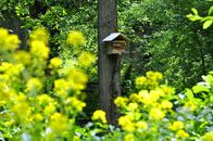 Солнечный день в Ботаническом саду ТвГУ глазами университетского фотографа В.Ф.  Леонова