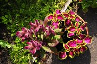 Солнечный день в Ботаническом саду ТвГУ глазами университетского фотографа В.Ф.  Леонова