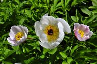 Солнечный день в Ботаническом саду ТвГУ глазами университетского фотографа В.Ф.  Леонова