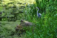 Солнечный день в Ботаническом саду ТвГУ глазами университетского фотографа В.Ф.  Леонова